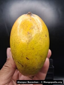 Alampur Baneshan mango fruit photo 2