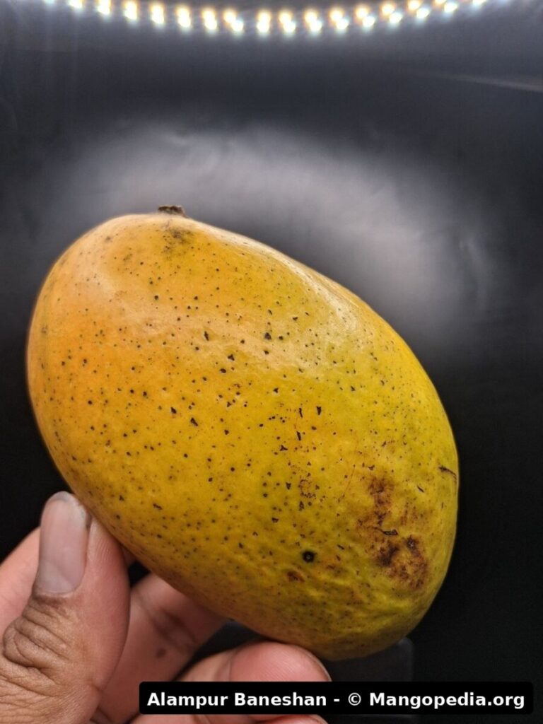 Alampur Baneshan mango fruit photo 4