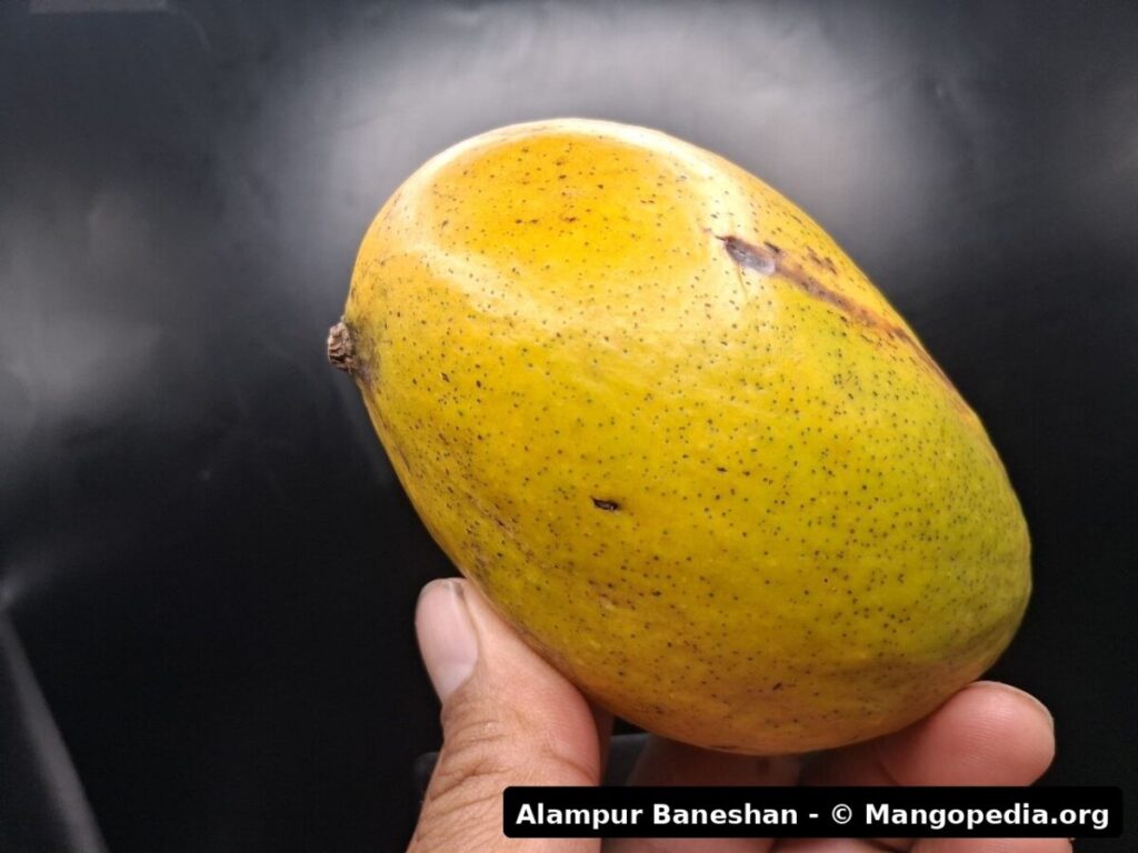 Alampur Baneshan mango fruit photo 5