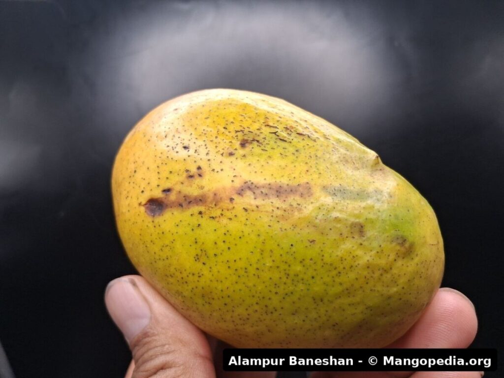 Alampur Baneshan mango fruit photo 6