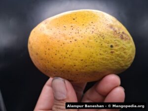 Alampur Baneshan mango fruit photo 7
