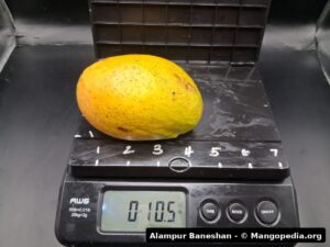 Alampur Baneshan mango fruit photo 8