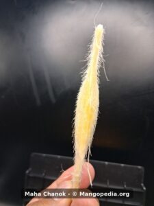Maha Chanok mango seed showing visible fiber after cutting - Maha Chanok mango