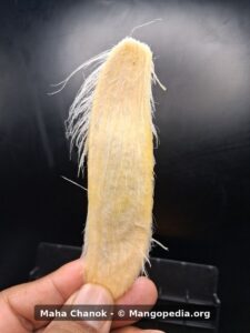 Maha Chanok mango seed closeup with fiber strands - Maha Chanok mango