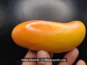 Ripe Maha Chanok mango showing elongated shape and orange yellow skin - Maha Chanok mango