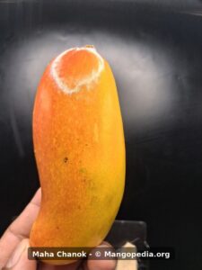 Ripe Maha Chanok mango held upright showing curved elongated fruit shape - Maha Chanok mango