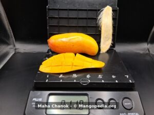 Maha Chanok mango on scale weighing 1 pound 11 ounces with cut fruit and seed - Maha Chanok mango