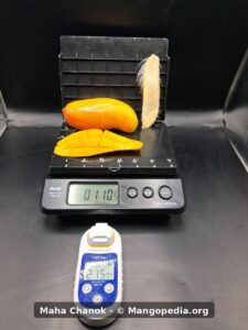 Maha Chanok mango Brix meter reading 21.5 with fruit on scale - Maha Chanok mango