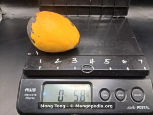 Mong Tong mango on scale weighing 5.8 ounces - Mong Tong mango