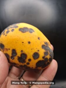 Ripe Mong Tong mango closeup showing orange-yellow skin with dark spotting - Mong Tong mango