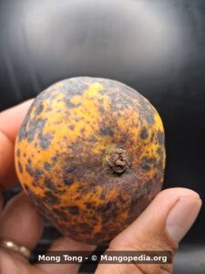 Mong Tong mango stem end showing orange-yellow skin with dark spotting - Mong Tong mango