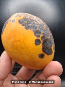 Ripe Mong Tong mango side view showing small oval fruit shape and dark spotting - Mong Tong mango