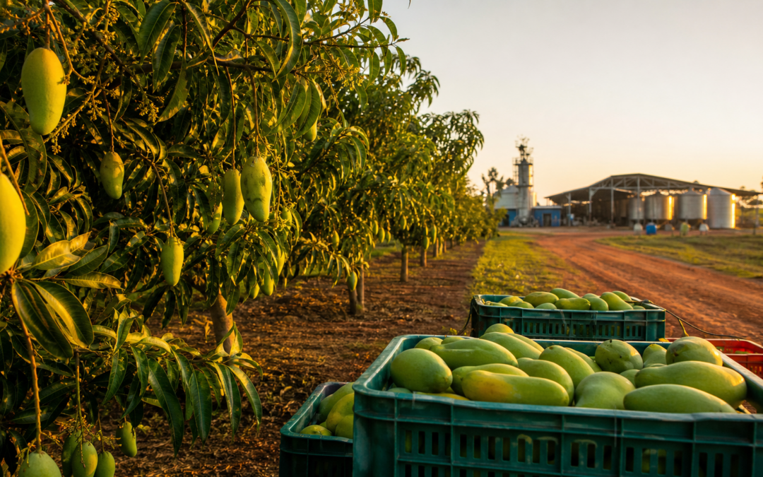 Totapuri mango orchard with harvest crates representing India’s new price stabilisation and processing plan