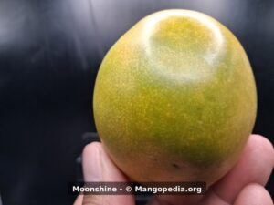 Whole Moonshine mango showing round green-yellow fruit with orange blush - Moonshine mango