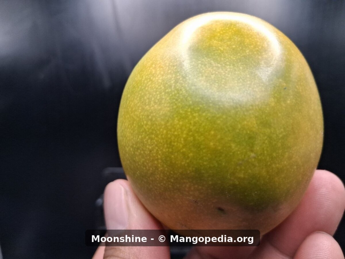 Whole Moonshine mango showing round green-yellow fruit with orange blush - Moonshine mango