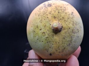 Moonshine mango stem end showing pale yellow-green skin with speckles - Moonshine mango