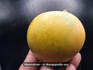 Moonshine mango side view showing smooth round shape - Moonshine mango