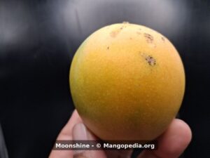 Moonshine mango closeup showing yellow-orange skin with green patch - Moonshine mango