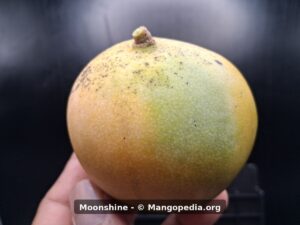 Moonshine mango stem-side view with yellow-green skin and speckling - Moonshine mango