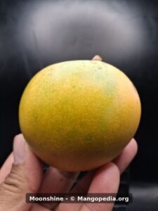 Whole Moonshine mango held upright showing yellow and green skin - Moonshine mango