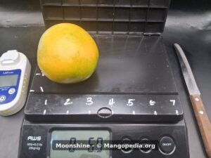 Moonshine mango on scale weighing 6.9 ounces - Moonshine mango