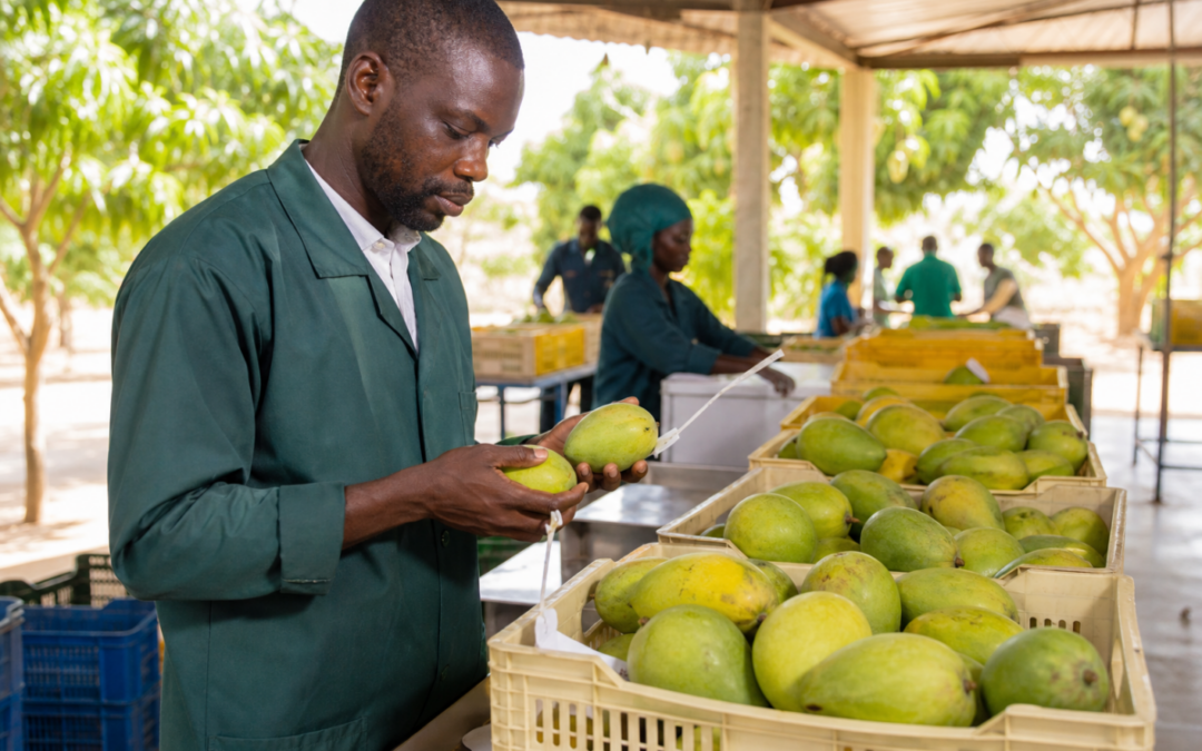 Mangoes being inspected in export crates after Senegal closed its fresh mango export campaign over fruit fly pressure.