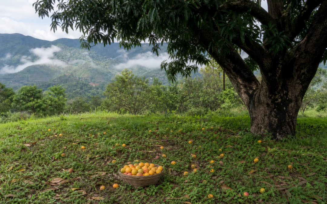 Old indigenous mango tree with ripe local mangoes in a subtropical Kangra-style village orchard