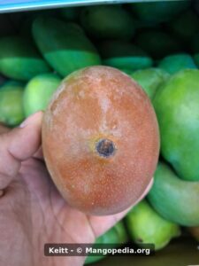 Keitt mango closeup showing orange red blush and stem end - Keitt mango