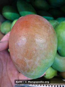 Keitt mango closeup showing red blush green skin and bloom - Keitt mango