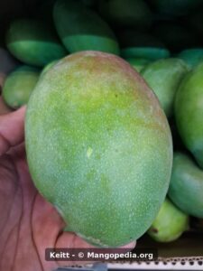 Keitt mango held in hand showing green skin and shoulder blush - Keitt mango