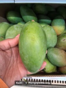 Keitt mango held in hand showing long oval green fruit shape - Keitt mango