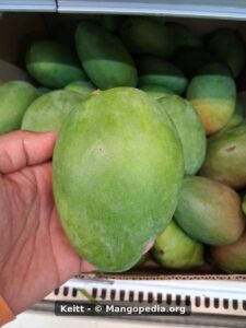 Keitt mango held in hand showing broad green fruit shape - Keitt mango
