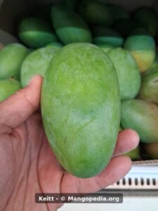 Keitt mango held in hand showing green skin and pale speckles - Keitt mango