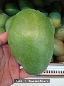 Keitt mango closeup showing large green fruit and skin texture - Keitt mango