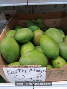 Keitt mango display box with handwritten market sign - Keitt mango