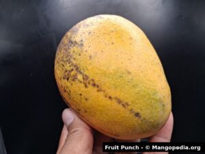 Whole Fruit Punch mango held in hand showing yellow skin with freckles - Fruit Punch mango