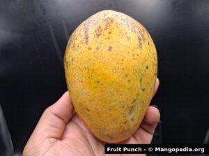 Whole Fruit Punch mango held upright showing rounded oval shape - Fruit Punch mango