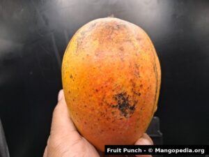 Whole Fruit Punch mango showing orange red blush and skin speckling - Fruit Punch mango