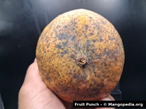 Fruit Punch mango stem end closeup showing skin speckling and blush - Fruit Punch mango