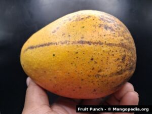 Fruit Punch mango side view showing yellow orange skin and dark speckling - Fruit Punch mango
