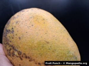 Fruit Punch mango closeup showing yellow green skin texture and freckles - Fruit Punch mango