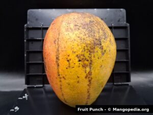 Fruit Punch mango upright on measuring board showing medium large fruit size - Fruit Punch mango