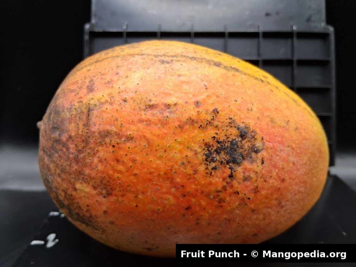 Fruit Punch mango side view on measuring board showing orange blush and oval shape - Fruit Punch mango