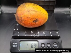 Fruit Punch mango on scale weighing about 1 pound 6.9 ounces - Fruit Punch mango