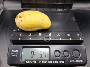 Okrung mango on scale weighing 5.7 ounces - Okrung mango