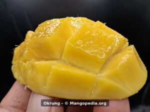 Okrung mango cut cheek showing glossy yellow cubed flesh - Okrung mango