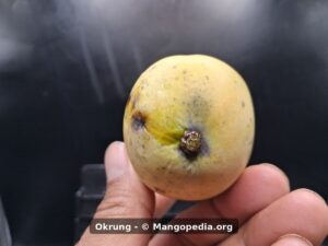 Whole Okrung mango stem end showing yellow skin and dark speckling - Okrung mango