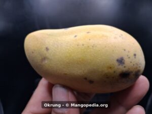 Whole Okrung mango side view showing small oblong yellow fruit - Okrung mango