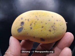 Whole Okrung mango side view with yellow skin and dark skin speckling - Okrung mango