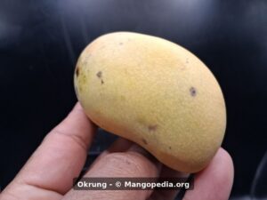 Whole Okrung mango curved side showing small yellow fruit shape - Okrung mango